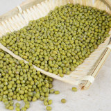 Wholesale High Quality Green Mung Bean