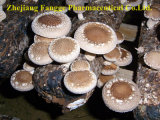 Birthplace of Chinese Mushroom, GMP and HACCP Certificate, Organic Planting Base, Provide 40% Edible and Medicine Shiitake Mushroom Polysaccharide