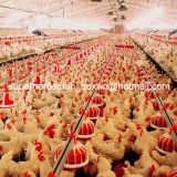 High Quality Poultry Feeders and Drinkers for Chicken Farm