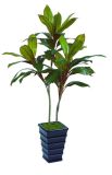 Artificial Plants and Flowers of Dracaena with 54lvs