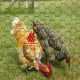 Poultry Netting Defe Design