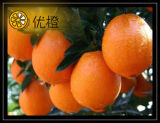 Navel Orange (Citrus Fruit)
