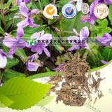 Natural Herbal Medicine Raw Material Corydalis Bungeana Turcz