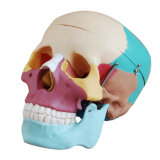 Se31210 Human Skull Model
