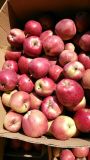 Red Star Apple of China with Good Quality/ Fresh Fruits