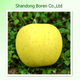 Delicious Golden Apple From Shandong Province