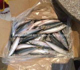(7-8PCS/kg) W/R New Fish Pacific Mackerel