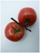 Artificial Fruit--Tomato Branch