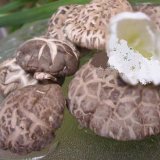 Paddy-Straw Mushroom