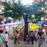 Artificial Ficus Bonsai Tree for Decor Restaurant Against The Wall