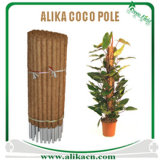 Green Field Coco Stake Plant Support, Garden Stakes, Coir Sticks