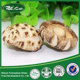 New Crop Nutritions Fulvous Flower Mushroom for Sale