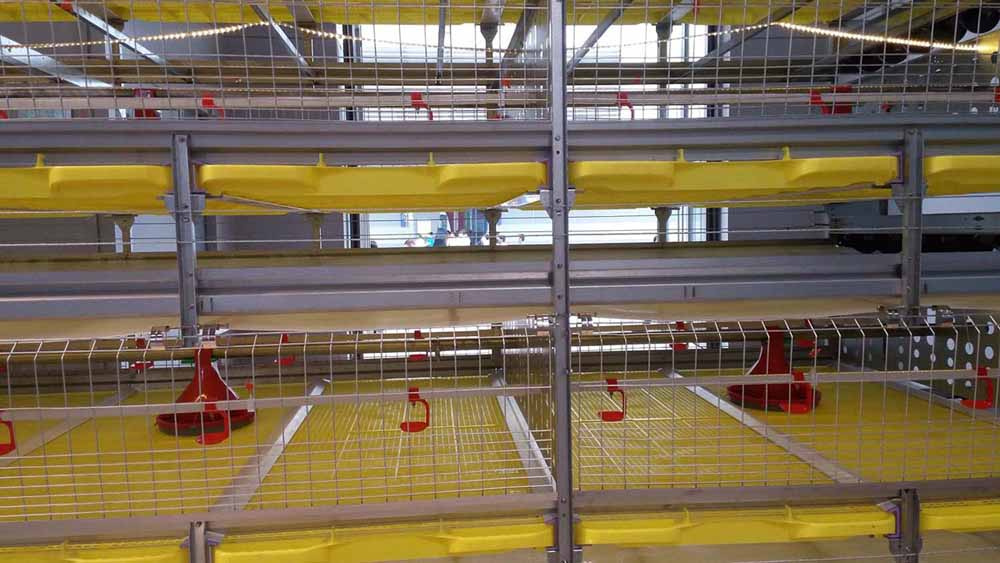 Automatic Cage System for Broiler