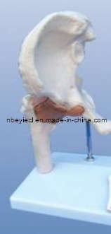 The Model of Hip Joint (EYAM-25) 