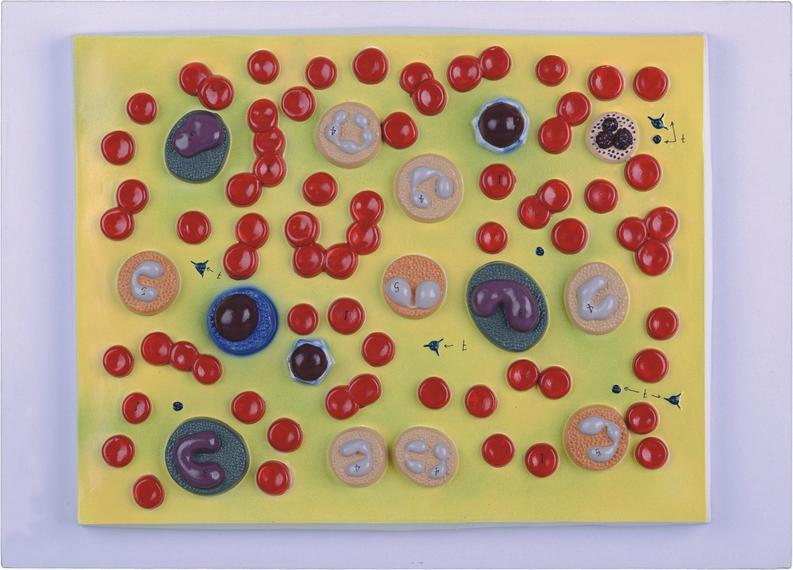 Blood Cell Model M12005