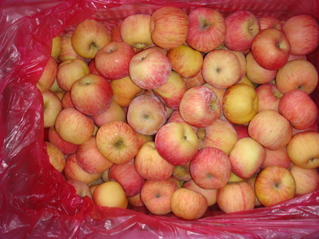 Sweet Fresh FUJI Apples