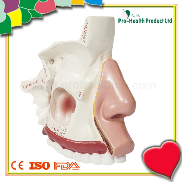 Nasal Anatomy Model for Medical Teaching