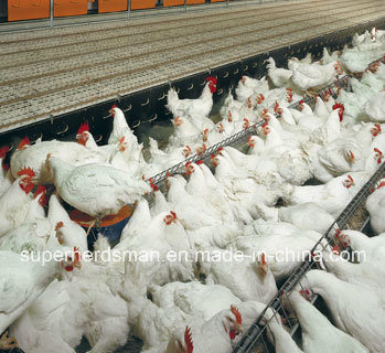 Autoamtic Poultry Farm for Breeder Chicken