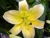 Fresh Cut Flower/Yellow Lily