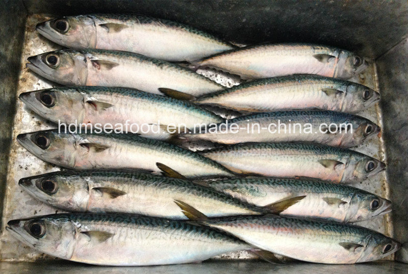 Good Quality Frozen Fish for Pacific Mackerel