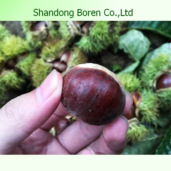 Professional Fresh Chestnut Export to Middle East