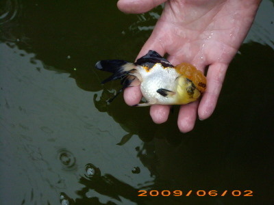 Carassius Auratus - Oranda Goldfish