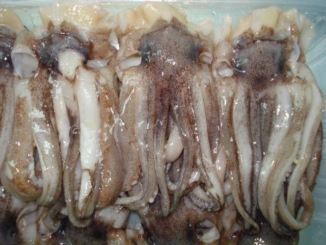 Frozen Squid Tentacle