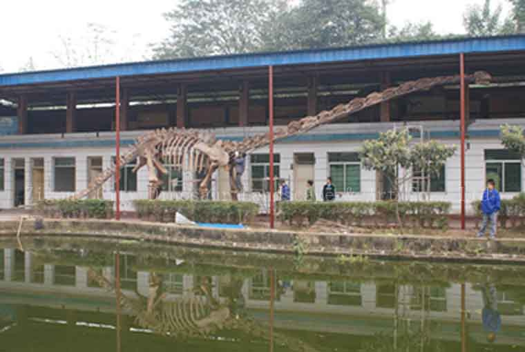 Dinosaur Skeleton Fossil (DS02)