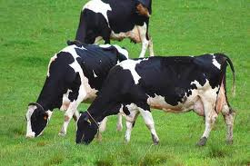 Mono-Dicalcium Phosphate (MDCP) Feed Additive
