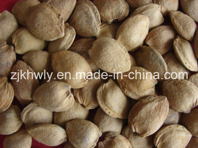 Sweet Almond in Shell (longwangmao 22mm UP)