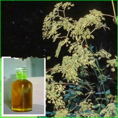 Top Quality Notopterygium Oil