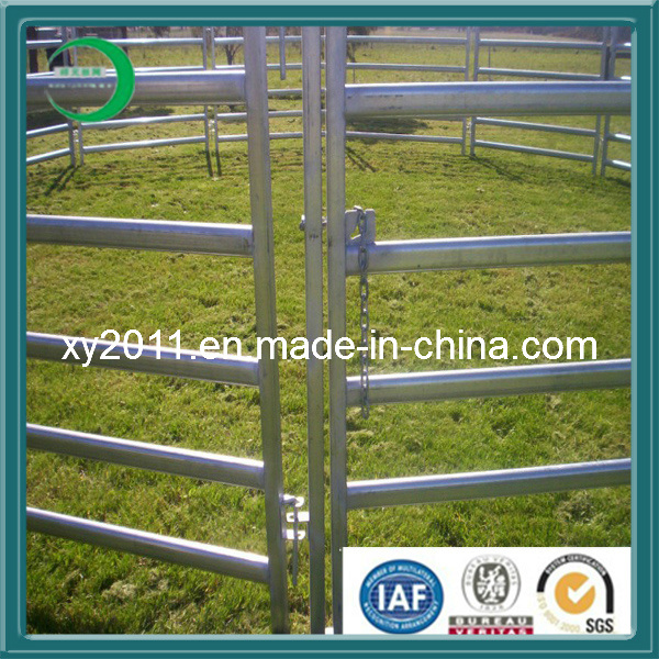 Firm Hot Dipped Galvanized Stalls for Cows