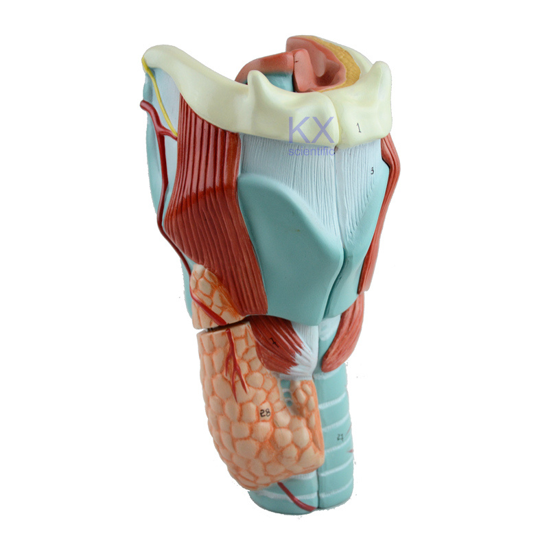 2 Times Enlarged 5 Parts Larynx Model