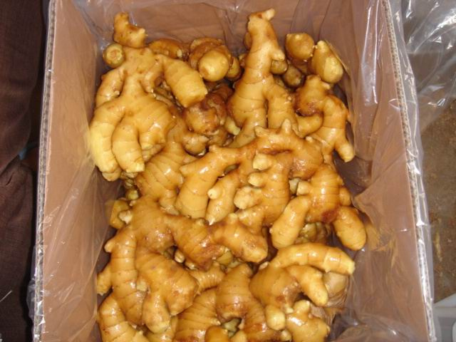 New Crop Fresh Ginger in Carton