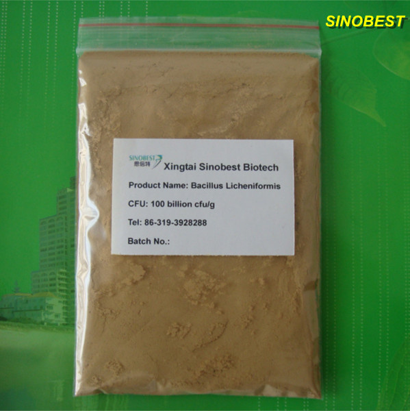 Feed Additive Bacillus Licheniformis (BL20)