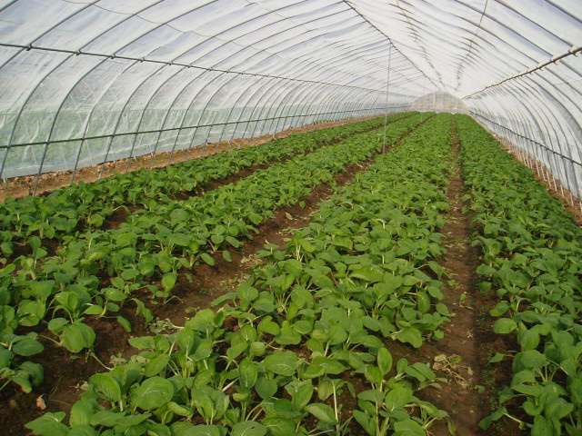 50 Mesh Farm Insect Netting