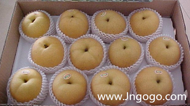 New Crop Export Good Quality Chinese Fengshui Pear