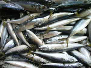 Frozen Mckerel Fish