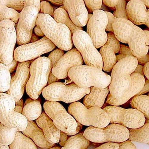 New Crop Peanut in Shell