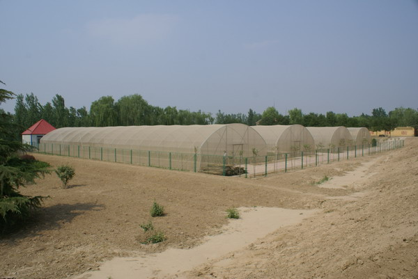 40 Mesh HDPE Anti Insect Netting