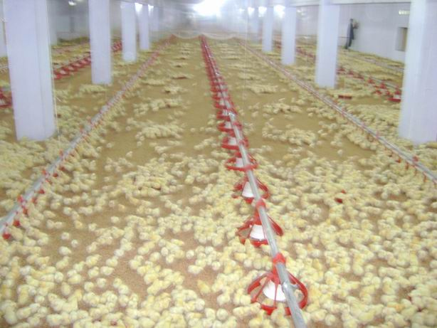 Poultry Equipments