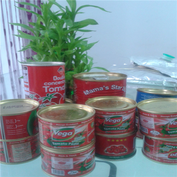 Fresh Tasty Canned Tomato Paste in Good Price