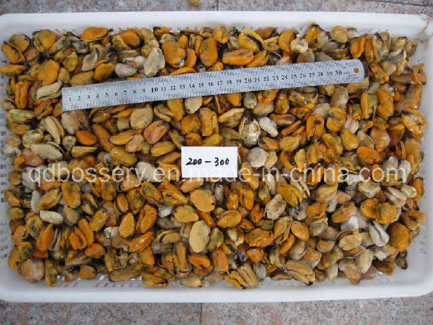 Mussel Meat