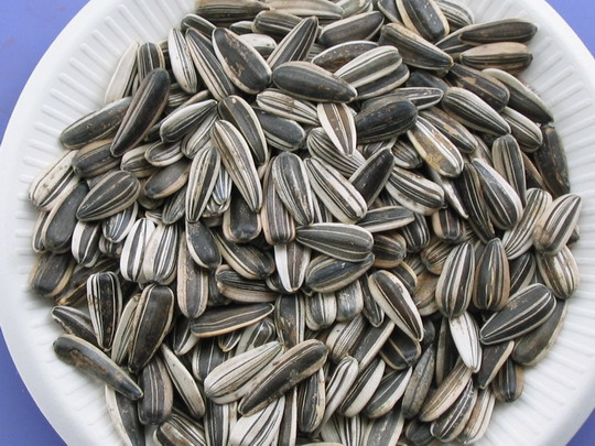 Sunflowerseeds
