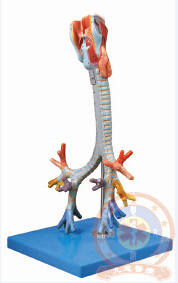 Jc/A13006 Larynx, Trachea and Bronchial Tree Model