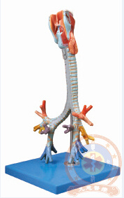 Jc/A13006 Larynx, Trachea and Bronchial Tree Model