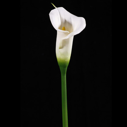Artificial PU Calla Flower (CA002-S2-27S)