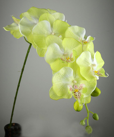 Home Decoration Long Stem Artificial Phalaenopsis Orchids