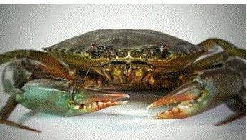 Sell Soft Shell Crab (frozen) for Sale