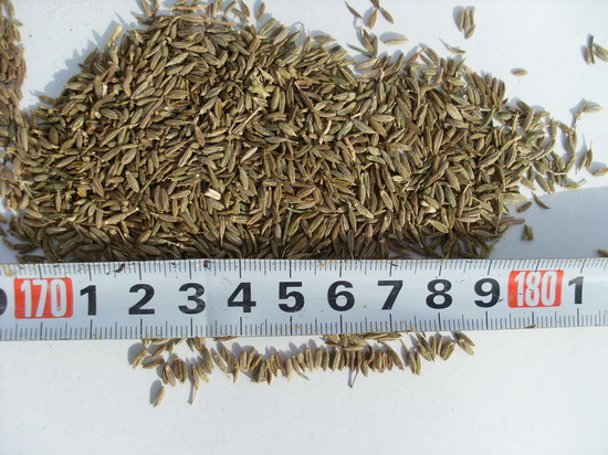 Cumin Seeds